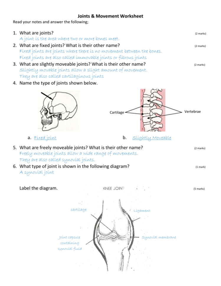 Joints  Movement Worksheet