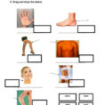 Joints Muscles Bones And Stages Of Life  Interactive