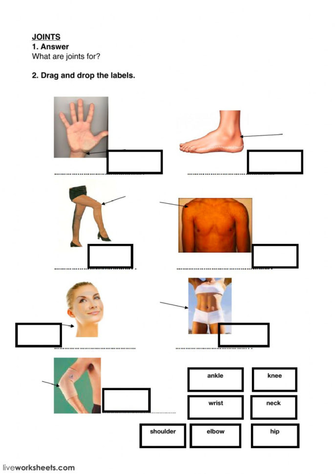 Joints Muscles Bones And Stages Of Life  Interactive