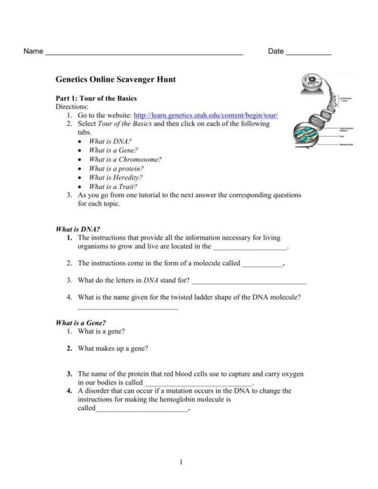 Karyotype Worksheet Answer Key