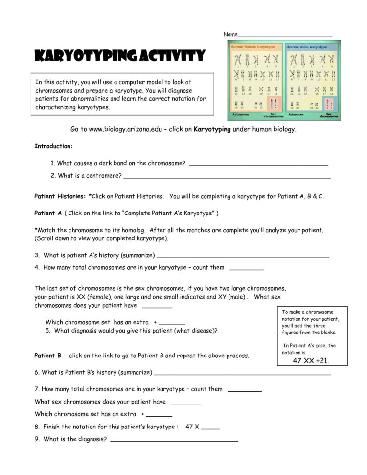 Karyotyping Activity Worksheet Answers Electron