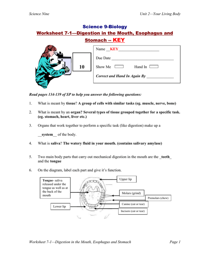 Key 10 Science 9Biology Worksheet 71—Digestion In The