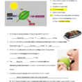 Key To Study Guide Digestion Energy Transformation And Work