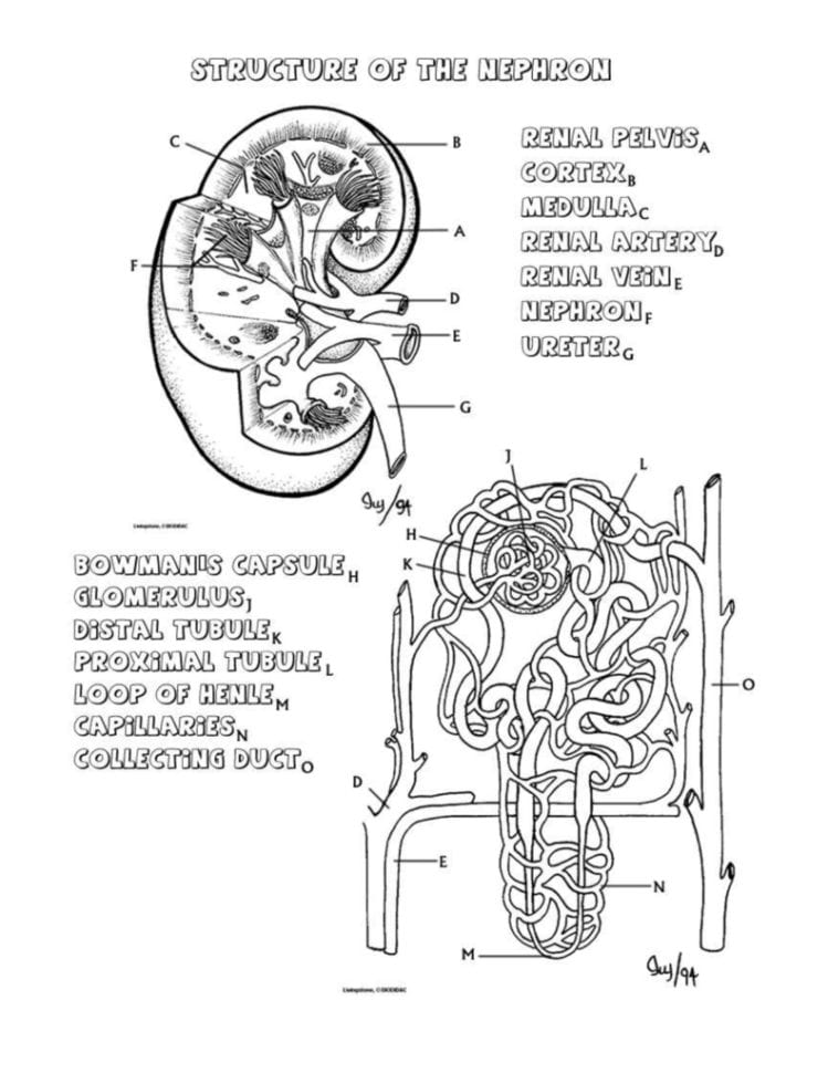 Kidney Worksheet  Mmebw