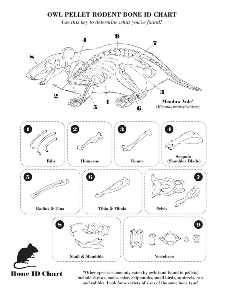 Kids Worksheet  Introduction To Kids Worksheet Ks2 Playing