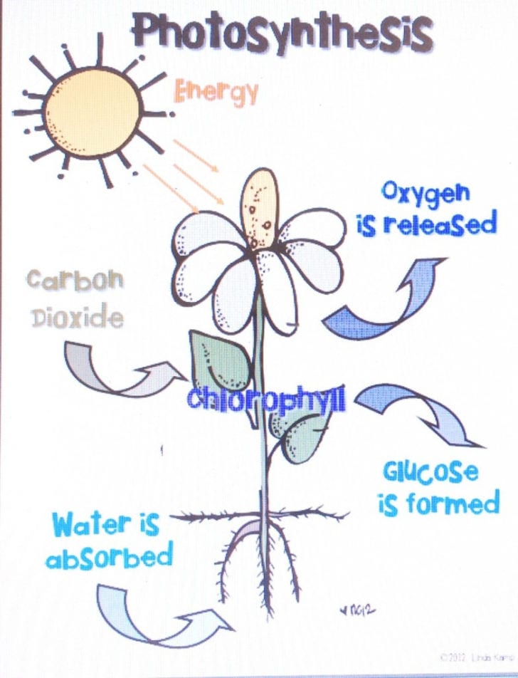 1St Grade Science Worksheets