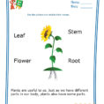 Kindergarten Learning  Match The Parts Of A Plant