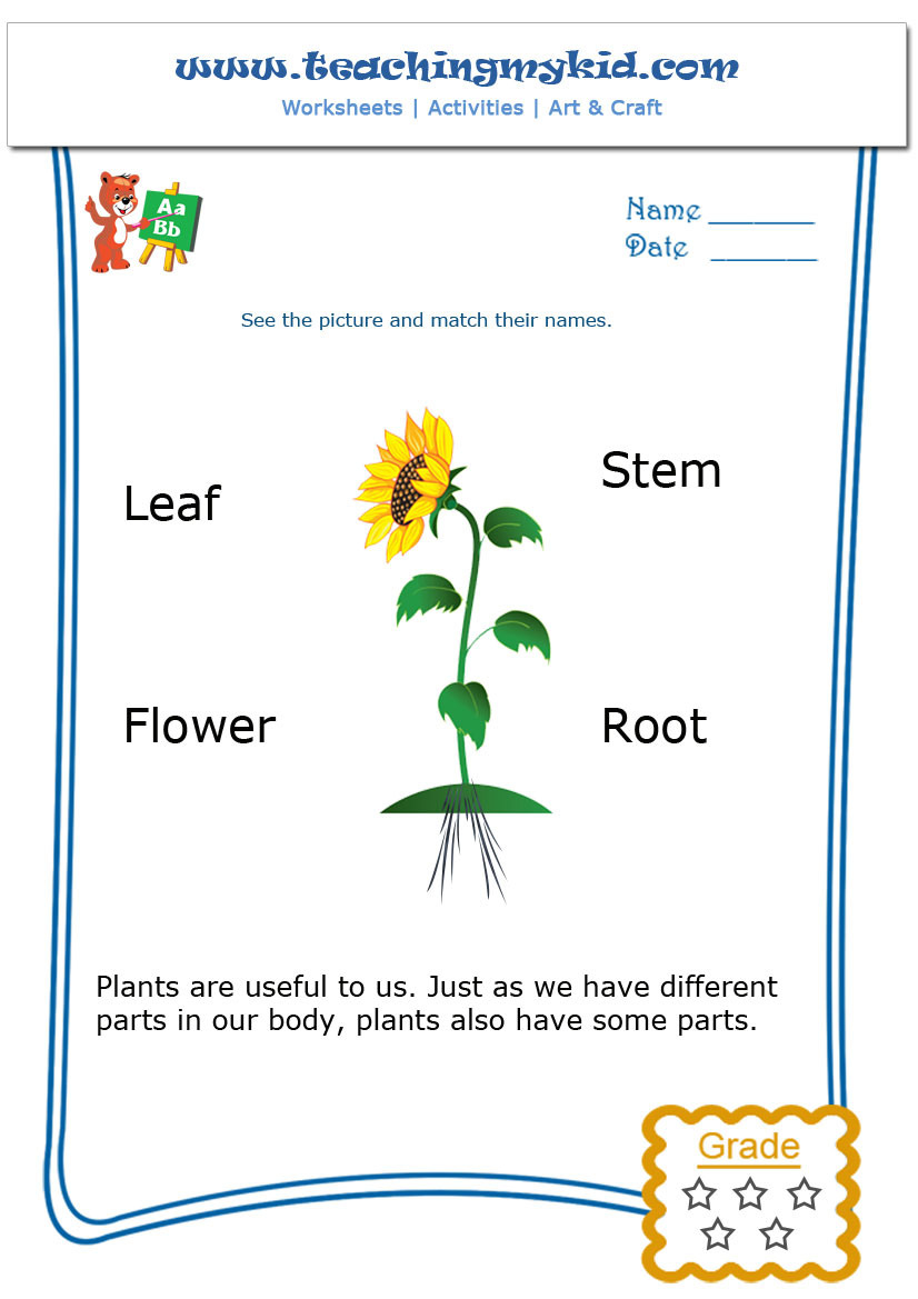 Kindergarten Learning  Match The Parts Of A Plant