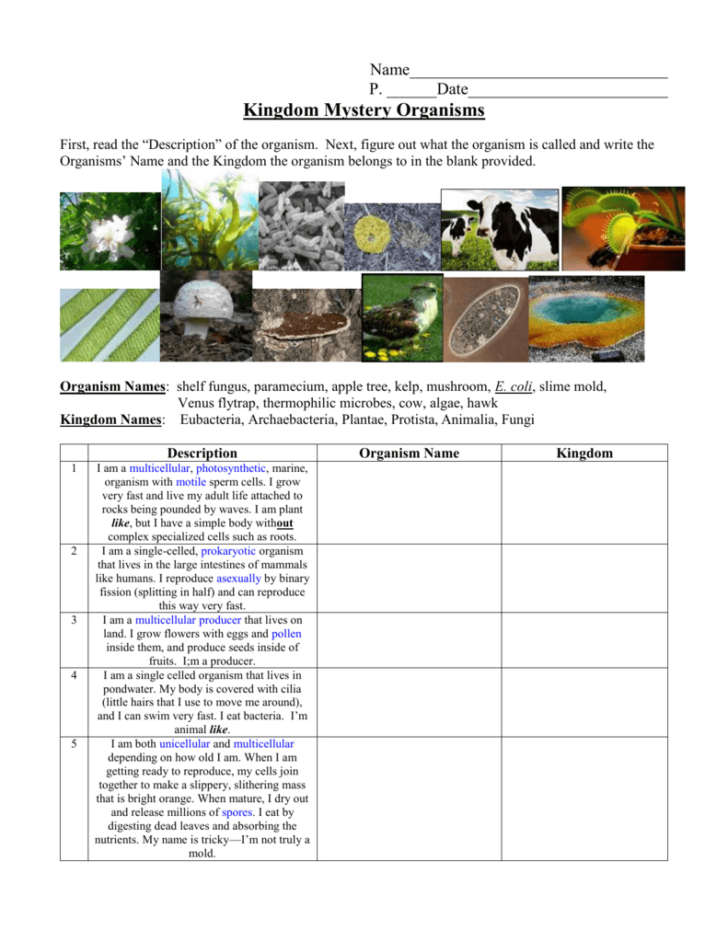 Kingdom Classification Worksheet — db-excel.com