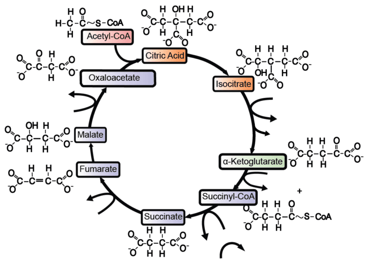 The Krebs Cycle Student Worksheet