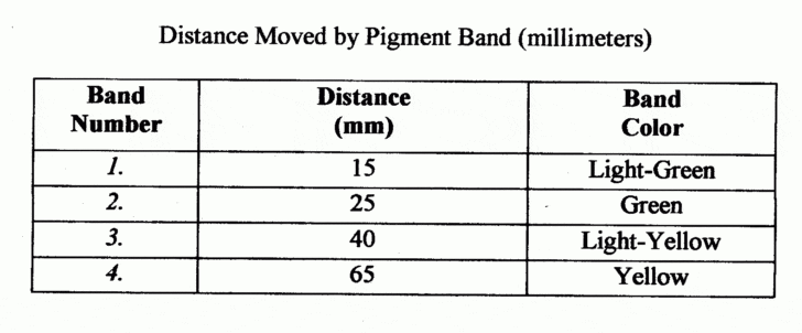 Leaf Chromatography Lab Worksheet