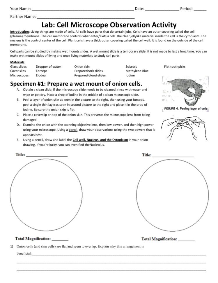 Lab Cell Microscope Observation Activity