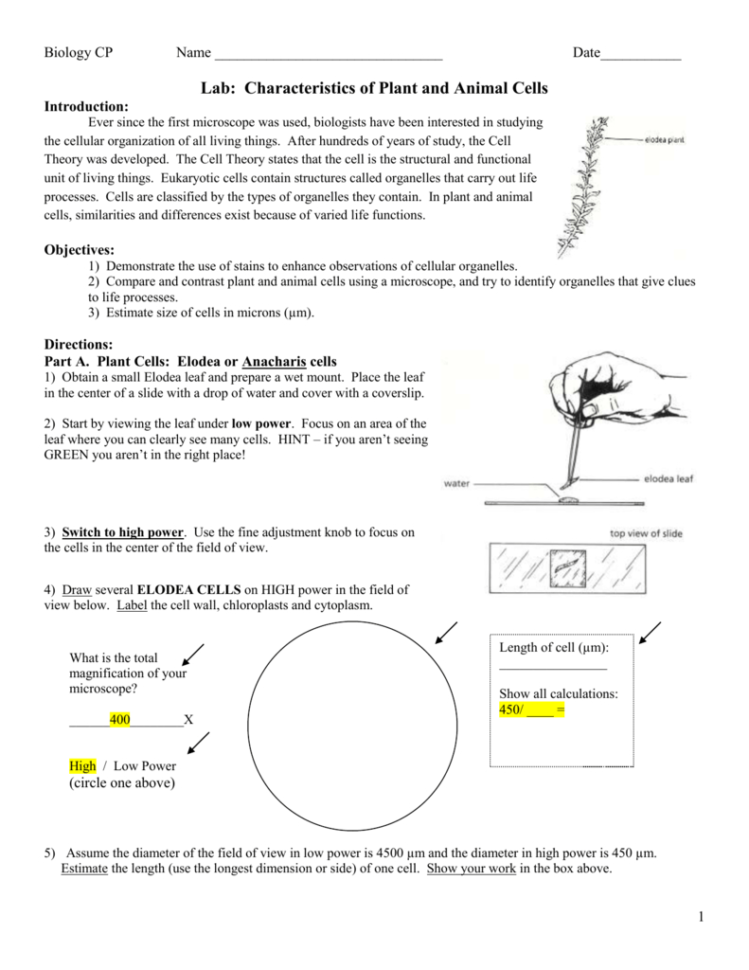 Lab Characteristics Of Plant And Animal Cells
