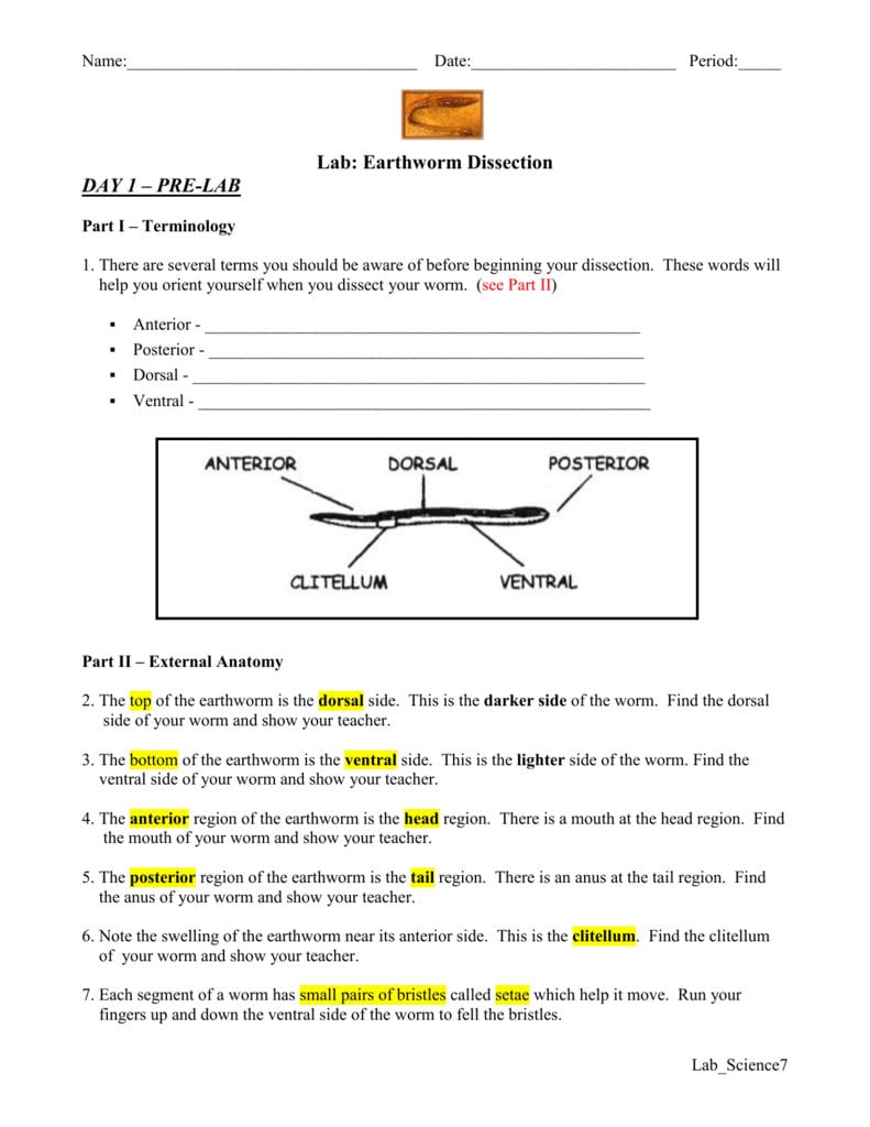 earthworm-dissection-worksheet-answer-key