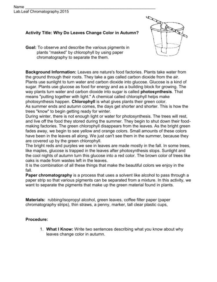 Lab Paper Chromatography