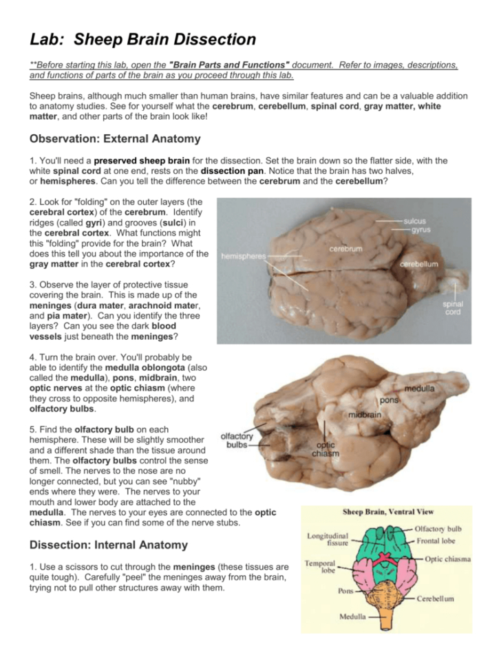 Sheep Brain Dissection Worksheet
