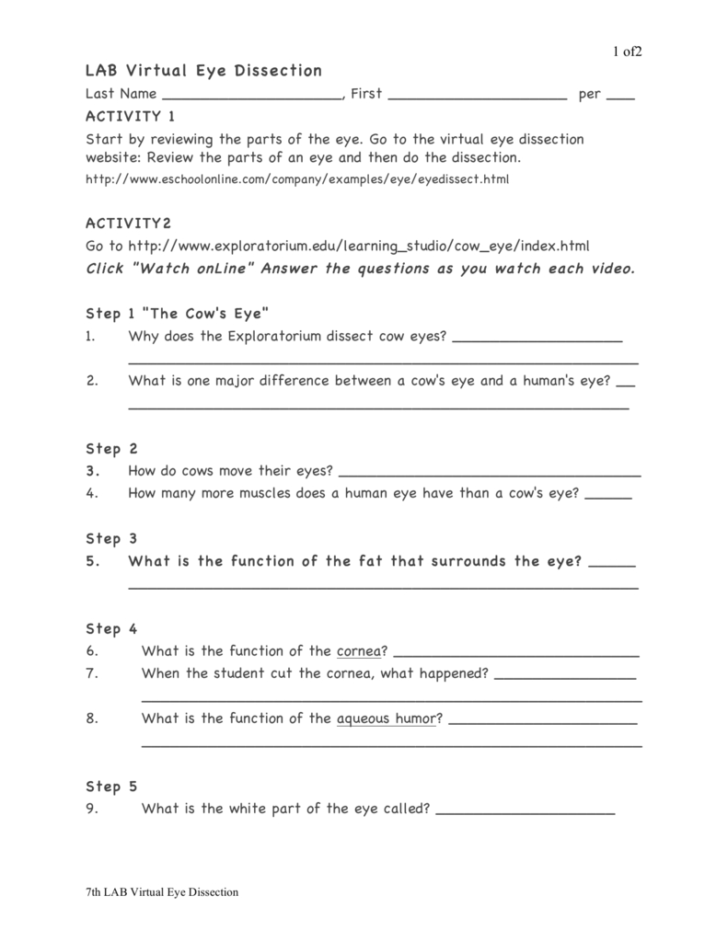 Cow Eye Dissection Worksheet