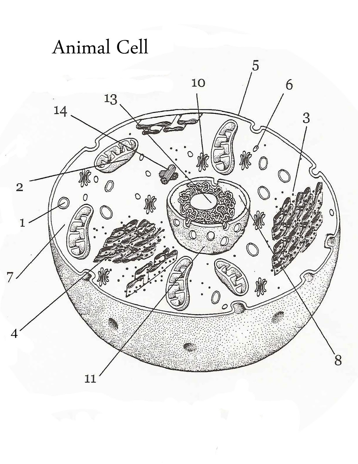 Animal Cell Worksheet Labeling Db excel