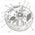 Label Plant Cell Worksheet Inspirational Animal Cells Drawing At