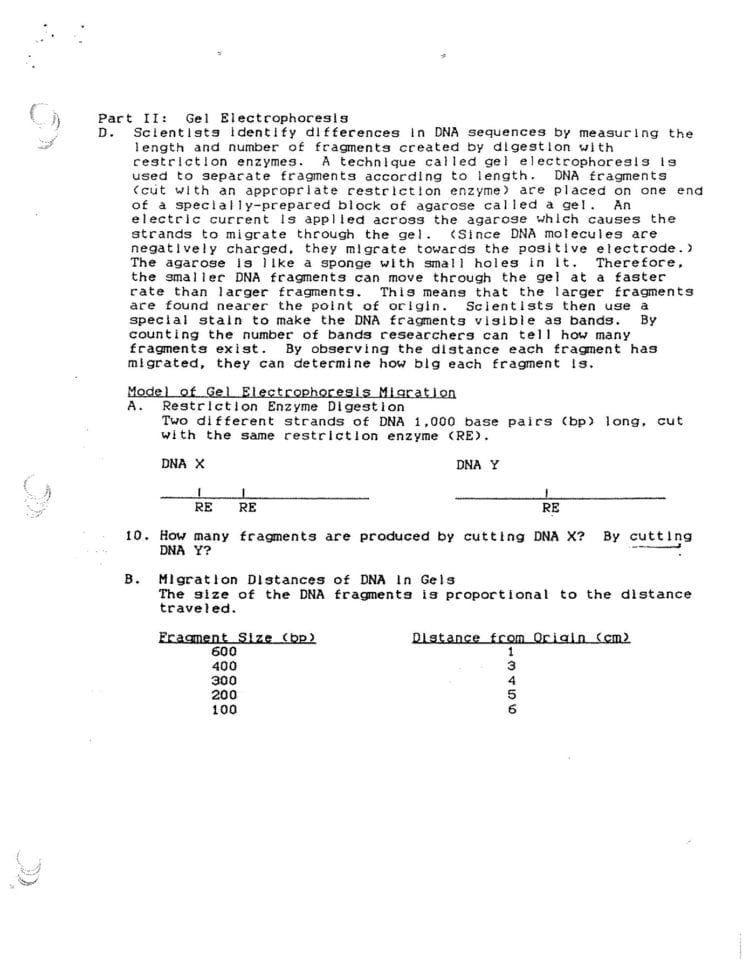 Laboratory Worksheet How Is Dna Analyzed Pages 1  4
