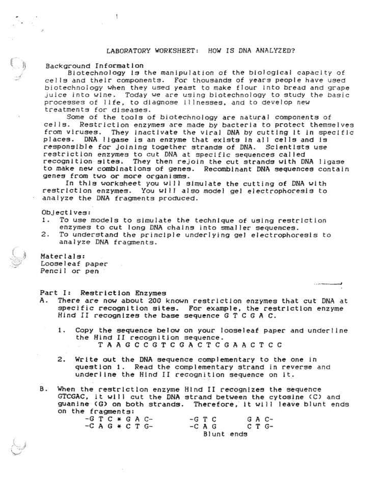 Laboratory Worksheet How Is Dna Analyzed Pages 1  4