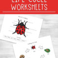 Ladybug Life Cycle Worksheets For Kids