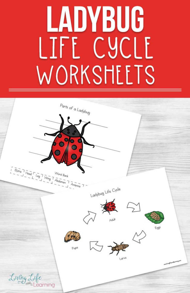 Ladybug Life Cycle Worksheets For Kids