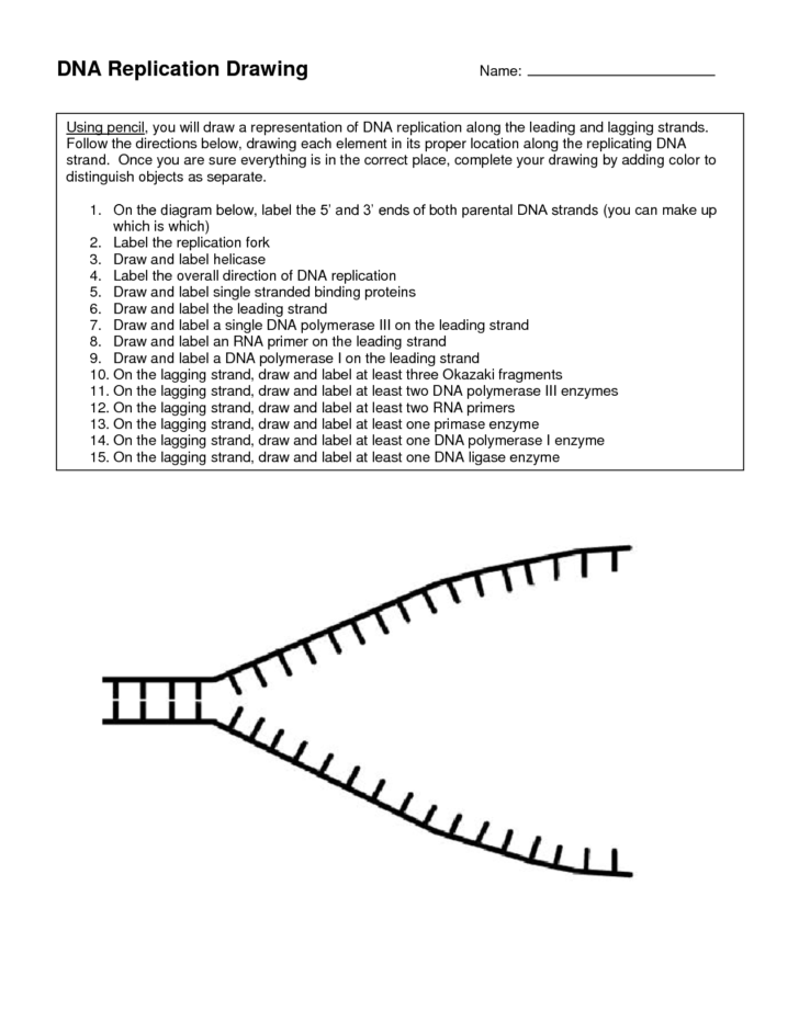 Virtual Lab Dna And Genes Worksheet