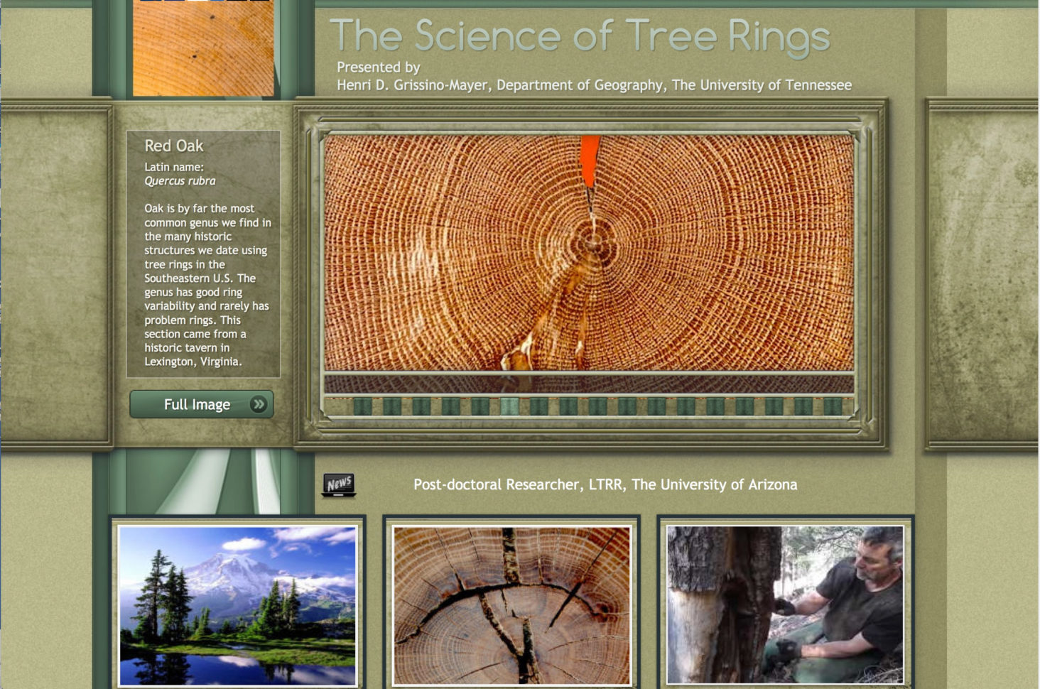 Tree Ring Activity Worksheet Answers — db-excel.com