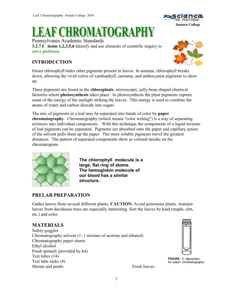 Leaf Chromatography Lab Worksheet —