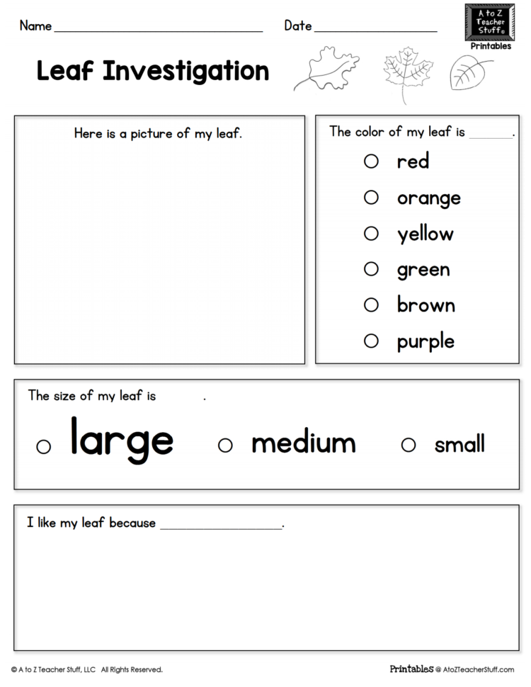 Leaf Investigation Printable Worksheet  A To Z Teacher
