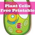 Learning About Plant Cells Free Printable  Only