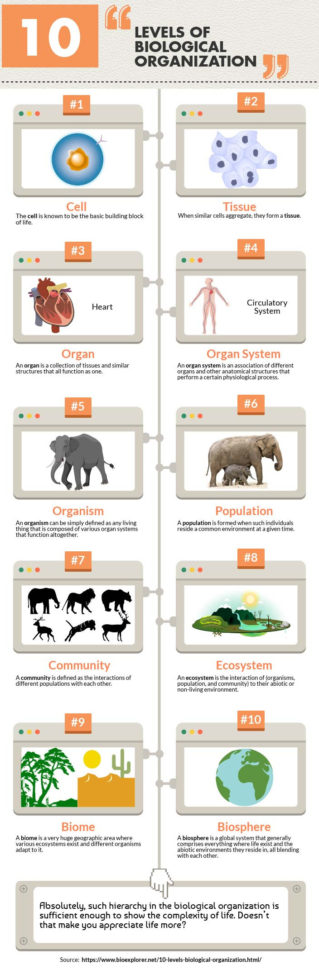 Levels Of Biological Organization  10 Levels Of