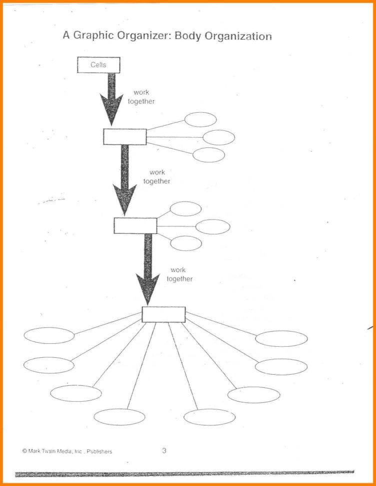 Levels Of Organization Worksheet Answers Key