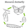 Life Cycle Of A Monarch Butterfly Coloring Page  Free