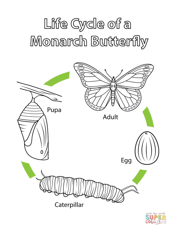Life Cycle Of A Monarch Butterfly Coloring Page  Free