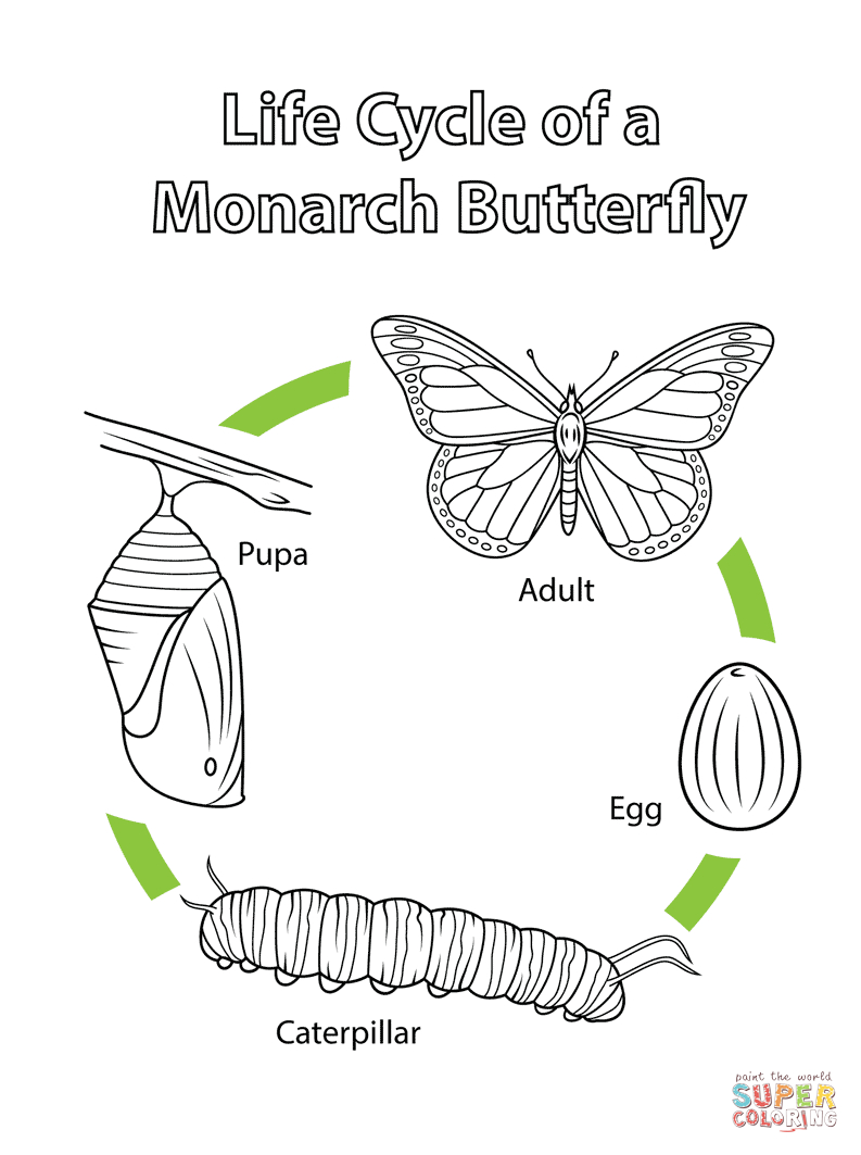 Life Cycle Of A Monarch Butterfly Coloring Page Free — db ...