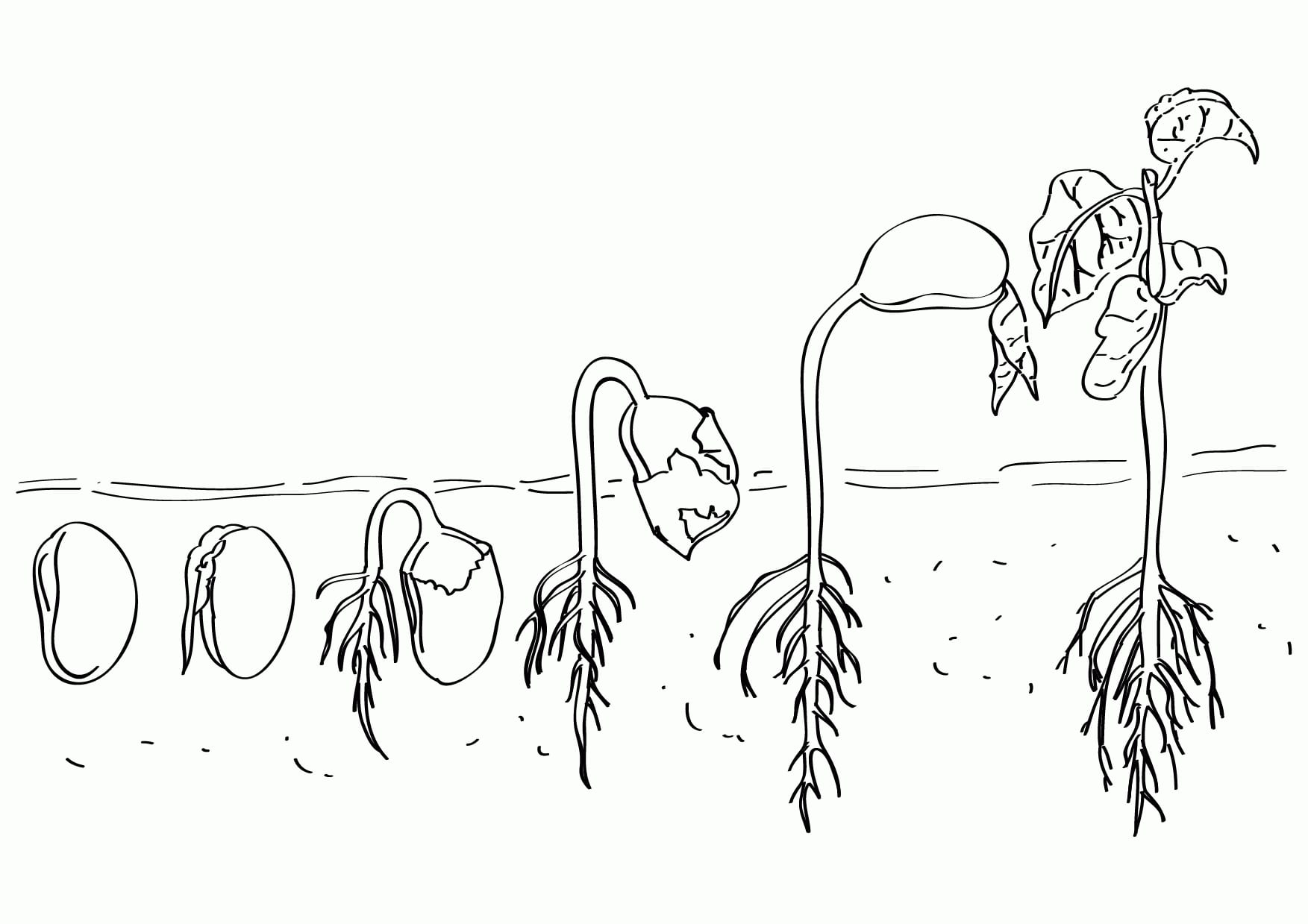 Life Cycle Of A Plant Coloring Page  Coloring Home
