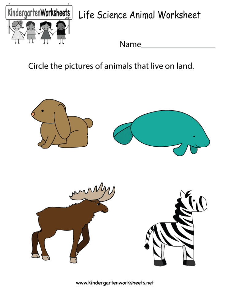 Life Science Animal Worksheet  Free Kindergarten Learning