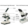 Light Microscope  Main Parts Of Light Microscope  Biology