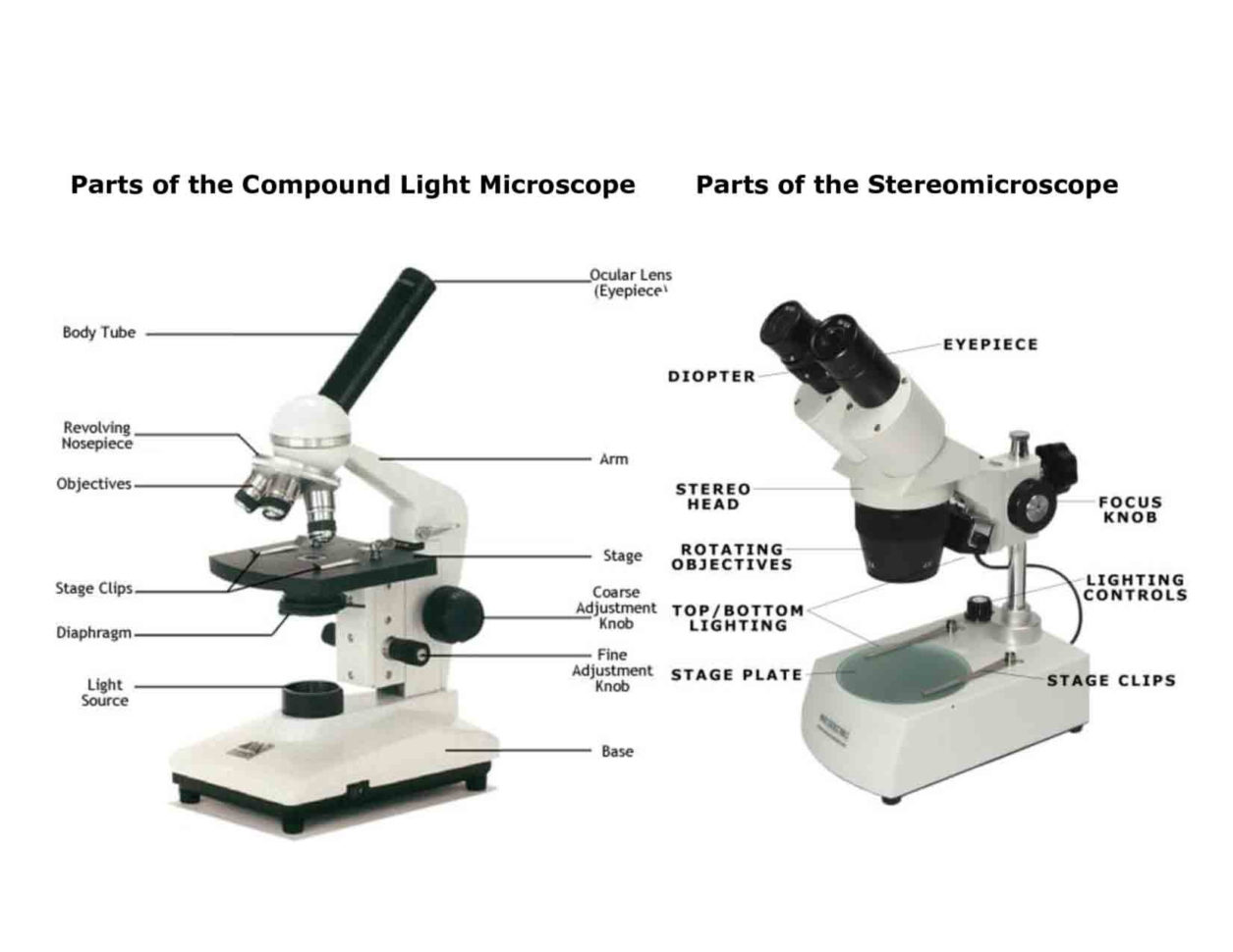 Light Microscope Main Parts Of Light Microscope Biology —