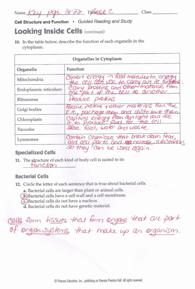 Looking Inside Cells Worksheet Answers
