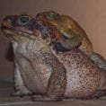 Mad As A Marine Biologist — “Mating” Cane Toads Bufo
