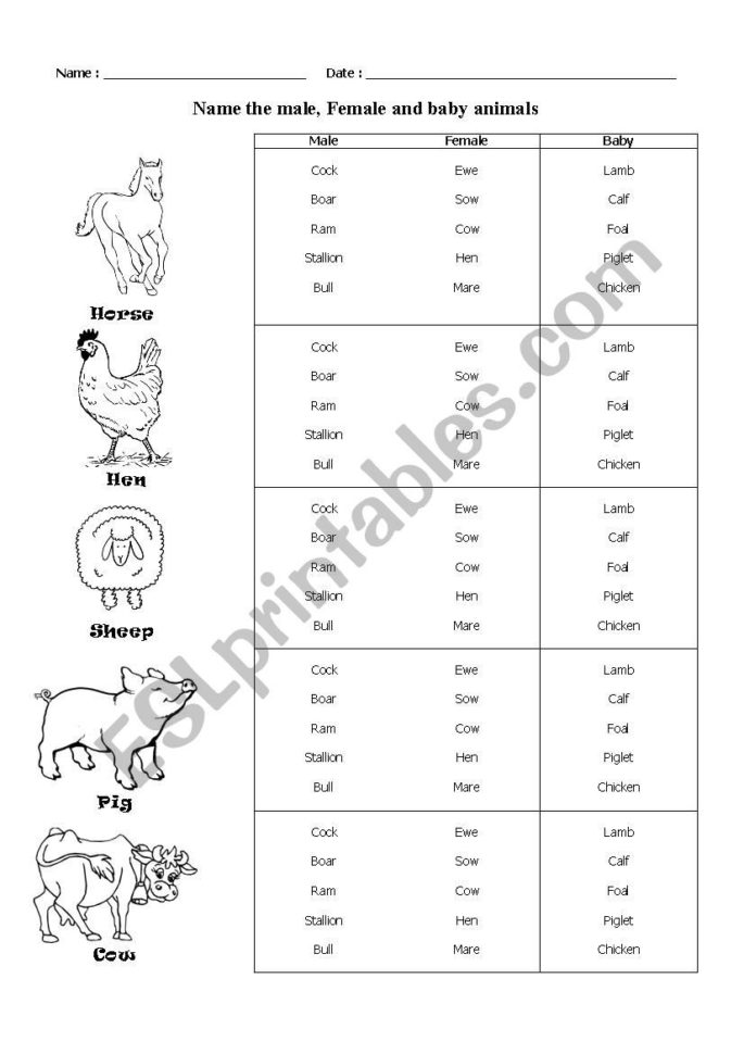 Male Female And Baby Animals  Esl Worksheetktyjay