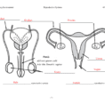 Male Female Reproductive Worksheet Key