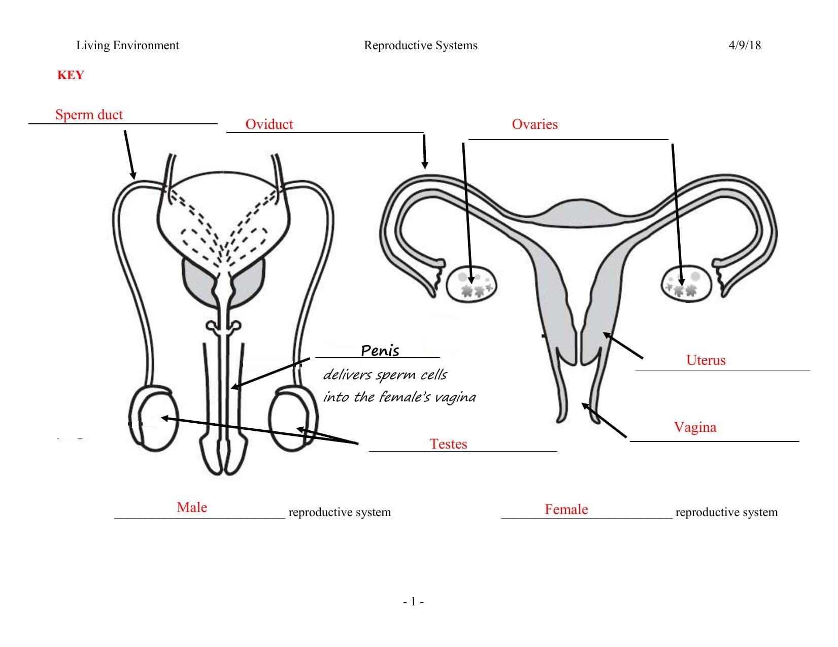 Female Reproductive System Worksheet | db-excel.com