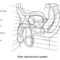 Male Reproductive System Worksheet Coloring Page  Free