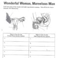 Male Reproductive System Worksheet  Diagram Of Anatomy