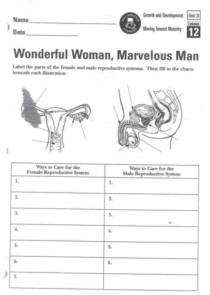 Male Reproductive System Worksheet  Diagram Of Anatomy