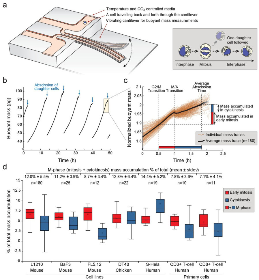 Mammalian Cell Growth Dynamics In Mitosis  Elife Mammalian Cell Growth Dynamics In Mitosis  Elife